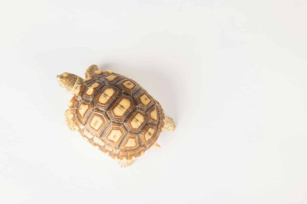 ¿Cómo cultivar la paciencia y la tolerancia en las relaciones interpersonales?